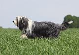 BEARDED COLLIE 246